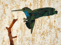 hummingbird-closeup_1.2._th.gif